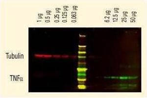 Western Blotting (WB) image for Goat anti-Rat IgG (Heavy & Light Chain) antibody - Preadsorbed (ABIN102136) (山羊 anti-大鼠 IgG (Heavy & Light Chain) Antibody - Preadsorbed)