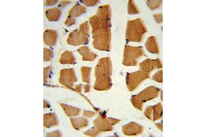 Formalin-fixed and paraffin-embedded human skeletal muscle reacted with BMI1 Antibody (C-term), which was peroxidase-conjugated to the secondary antibody, followed by DAB staining. (BMI1 抗体  (C-Term))