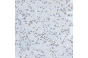 Immunohistochemistry of paraffin-embedded rat pancreas using ZNF703 antibody (ABIN7271524) at dilution of 1:100 (40x lens). (ZNF703 抗体  (AA 160-290))
