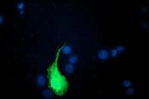 Image no. 2 for anti-Ubiquitin-Like 4A (UBL4A) antibody (ABIN1501649)