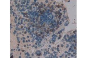 IHC-P analysis of Mouse Tissue, with DAB staining. (STAP1 抗体  (AA 1-297))