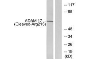 Western blot analysis of extracts from rat liver cells, using ADAM 17 (Cleaved-Arg215) Antibody. (ADAM17 抗体  (Cleaved-Arg215))