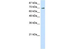 WB Suggested Anti-ELF4 Antibody Titration:  0. (Elf4 抗体  (N-Term))