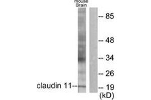 Western blot analysis of extracts from mouse brain cells, using Claudin 11 Antibody. (Claudin 11 抗体  (AA 158-207))