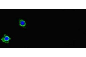 Immunofluorescent analysis of Hela cells using ABIN7162730 at dilution of 1:100 and Alexa Fluor 488-congugated AffiniPure Goat Anti-Rabbit IgG(H+L) (PDLIM5 抗体  (AA 268-404))