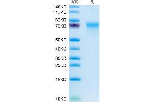 CD55 Protein (AA 35-353) (His tag)