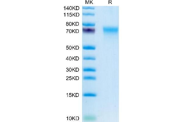 CD55 Protein (AA 35-353) (His tag)