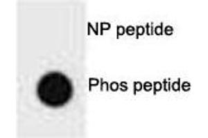 Dot blot analysis of p-PTEN antibody.
