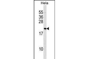 IP2 Antibody (N-term) (ABIN1539498 and ABIN2848464) western blot analysis in Hela cell line lysates (35 μg/lane). (PAIP2 抗体  (N-Term))