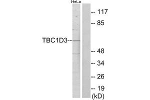 Western blot analysis of extracts from HeLa cells, using TBC1D3 antibody.