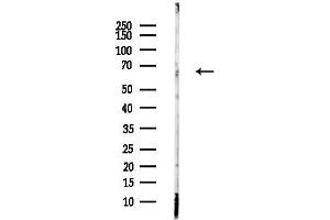 Western blot analysis of lysates from Hela cells(heat-shock,45 min treatment), using Phospho-TGFBR2 (Ser553) Antibody at 1/1000 dilution.