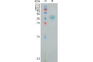 SDS-PAGE (SDS) image for Prostaglandin E Receptor 4 (Subtype EP4) (PTGER4) (AA 1-19) protein (Fc Tag) (ABIN6964314)