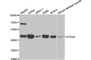 Western blot analysis of extracts of various cell lines, using ATG4A antibody (ABIN5971419) at 1/1000 dilution. (ATG4A 抗体)