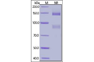 Biotinylated Human ITGAV&ITGB5 Heterodimer Protein, His,Avitag&Tag Free on  under ing (NR) condition. (ITGAV/ITGB5 Protein (AA 31-992) (His tag,AVI tag,Biotin))