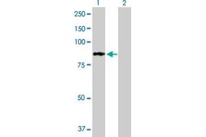 Western Blot analysis of PFKL expression in transfected 293T cell line by PFKL MaxPab polyclonal antibody. (PFKL 抗体  (AA 1-827))