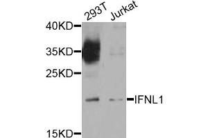 Western blot analysis of extracts of various cell lines, using IFNL1 antibody. (IL29 抗体)