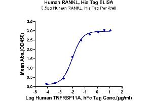 ELISA image for Tumor Necrosis Factor (Ligand) Superfamily, Member 11 (TNFSF11) (AA 63-244) protein (His-DYKDDDDK Tag) (ABIN7275517)