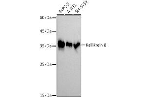 Western blot analysis of extracts of various cell lines, using (ABIN7268065) at 1:1000 dilution. (Kallikrein 8 抗体)