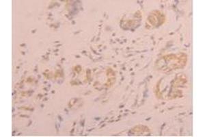 IHC-P analysis of Human Stomach Tissue, with DAB staining. (FGL1 抗体  (AA 23-312))