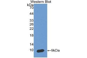 Western Blotting (WB) image for anti-serpin Peptidase Inhibitor, Clade B (Ovalbumin), Member 4 (SERPINB4) (AA 144-298) antibody (ABIN2118810) (SERPINB4 抗体  (AA 144-298))