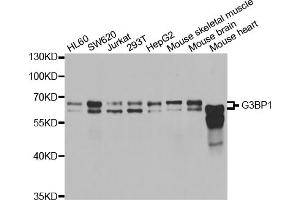 Western blot analysis of extracts of various cell lines, using G3BP1 antibody.