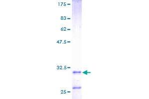 HTN3 Protein (AA 1-51) (GST tag)