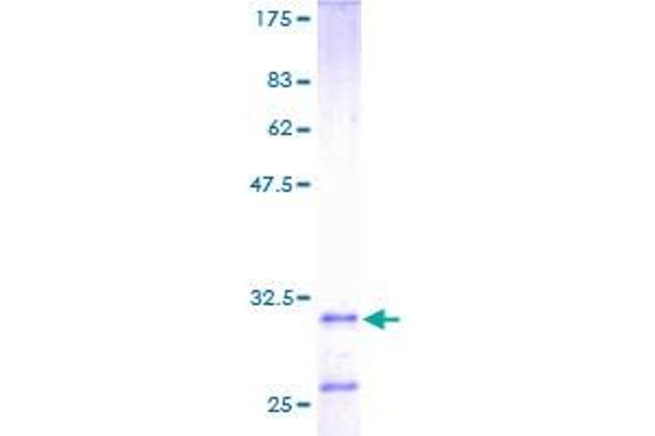 HTN3 Protein (AA 1-51) (GST tag)