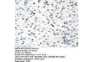 Rabbit Anti-CUGBP2 Antibody  Paraffin Embedded Tissue: Human Heart Cellular Data: Myocardial cells Antibody Concentration: 4. (CELF2 抗体  (N-Term))