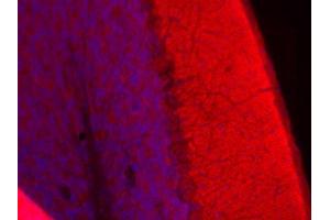 Indirect immunohistochemistry of a mouse cerebellum section (dilution 1 : 100; red). (TMEM163 抗体  (AA 44-63))