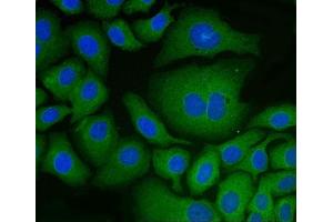 IF analysis of PDIA6 using anti-PDIA6 antibody (ABIN7600554). (PDIA6 抗体  (AA 20-440))
