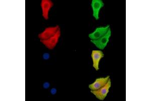 ABIN6265333 and ABIN6278532 staining Hela cells by IF/ICC.