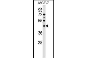 Western blot analysis in MCF-7 cell line lysates (35ug/lane). (Sphingomyelin Synthase 1 抗体  (N-Term))