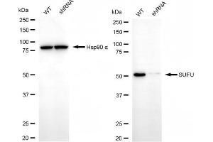Western blotting analysis using SUFU antibody (ABIN7800467). (SUFUH 抗体)