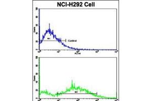 Flow cytometric analysis of NCI-H292 cells using Cyclin E1 Antibody (bottom histogram) compared to a negative control cell (top histogram). (Cyclin E1 抗体  (C-Term))