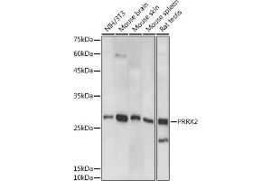 Western blot analysis of extracts of various cell lines, using PRRX2 antibody (ABIN7269158) at 1:1000 dilution. (PRRX2 抗体)