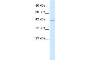 WB Suggested Anti-HDAC8 Antibody Titration:  0. (HDAC8 抗体  (C-Term))