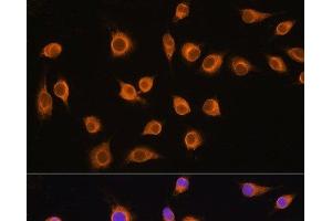 Immunofluorescence analysis of L929 cells using SLC20A1 Polyclonal Antibody at dilution of 1:100. (SLC20A1 抗体)