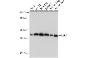 Western blot analysis of extracts of various cell lines, using IL1RA Rabbit mAb (ABIN7267971) at 1:1000 dilution.
