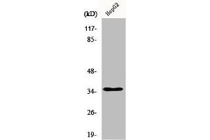 Western Blot analysis of HepG2 cells using hnRNP A2/B1 Polyclonal Antibody (HNRNPA2B1 抗体  (N-Term))