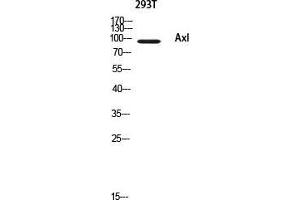 Western Blot (WB) analysis of 293T using Axl antibody.