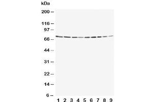 Western Blotting (WB) image for anti-Annexin A6 (ANXA6) (C-Term) antibody (ABIN3029977)