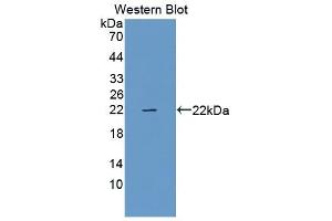 Detection of Recombinant RLN, Rat using Polyclonal Antibody to Relaxin (RLN) (Relaxin 抗体  (AA 23-186))
