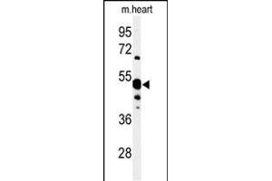 Western blot analysis of 5NT1A Antibody (N-term) (ABIN653871 and ABIN2843123) in mouse heart tissue lysates (35 μg/lane). (NT5C1A 抗体  (N-Term))