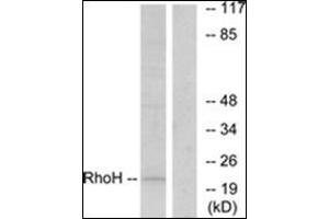 RHOH 抗体  (C-Term)