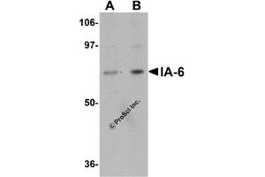 Western Blotting (WB) image for anti-Insulinoma-Associated 2 (INSM2) (C-Term) antibody (ABIN1030427) (INSM2 抗体  (C-Term))
