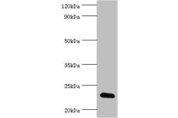 FGF6 抗体  (AA 38-208)