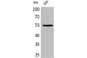 Western Blot analysis of 293 cells using GDF-5 Polyclonal Antibody (GDF5 抗体  (Internal Region))
