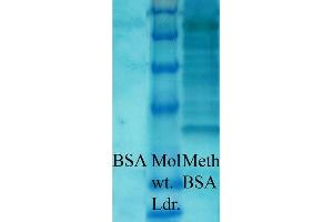 Western blot analysis of Bovine serum albumin showing detection of Methylated Lysine protein using Rabbit Anti-Methylated Lysine Polyclonal Antibody . (Lysine (lys) (methylated) 抗体 (HRP))