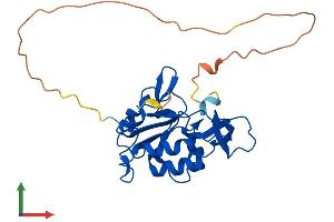 Protein Structure (PS) image for CTD (Carboxy-terminal Domain, RNA Polymerase II, Polypeptide A) Small Phosphatase 1 (CTDSP1) (AA 1-261) protein (His tag) (ABIN7556520)