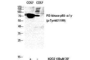 Western Blotting (WB) image for anti-Phosphoinositide 3 Kinase, p85/p55 (PI3K p85/p55) (pTyr199), (pTyr467) antibody (ABIN3182123) (PI3K p85/p55 抗体  (pTyr199, pTyr467))